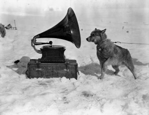 Dog Listening to Gramaphone
