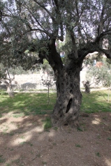 Olive Tree in Gethsemane