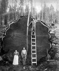 Sequoia National Park, 1910