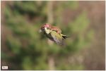 Weasel and Woodpecker